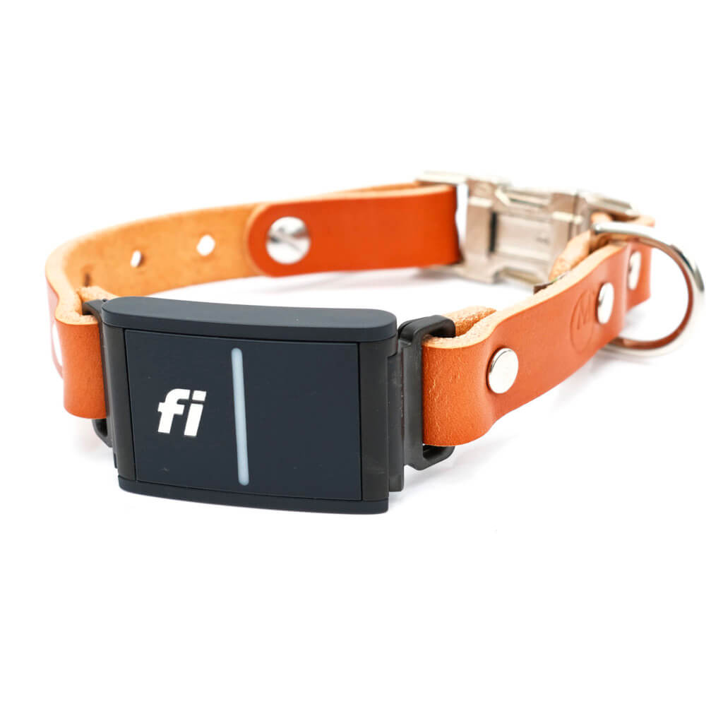 leather Fi 3 dog collar personalized side release