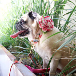 pug floral dog collar rifle paper co