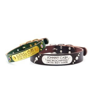 Leather studded name plate dog collar