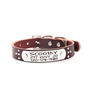 Leather studded name plate dog collar