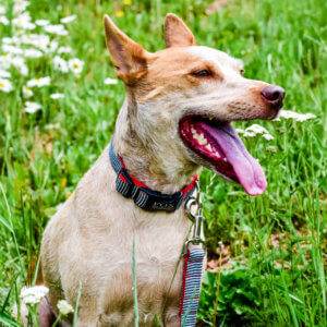 fox in striped railroad denim dog collar