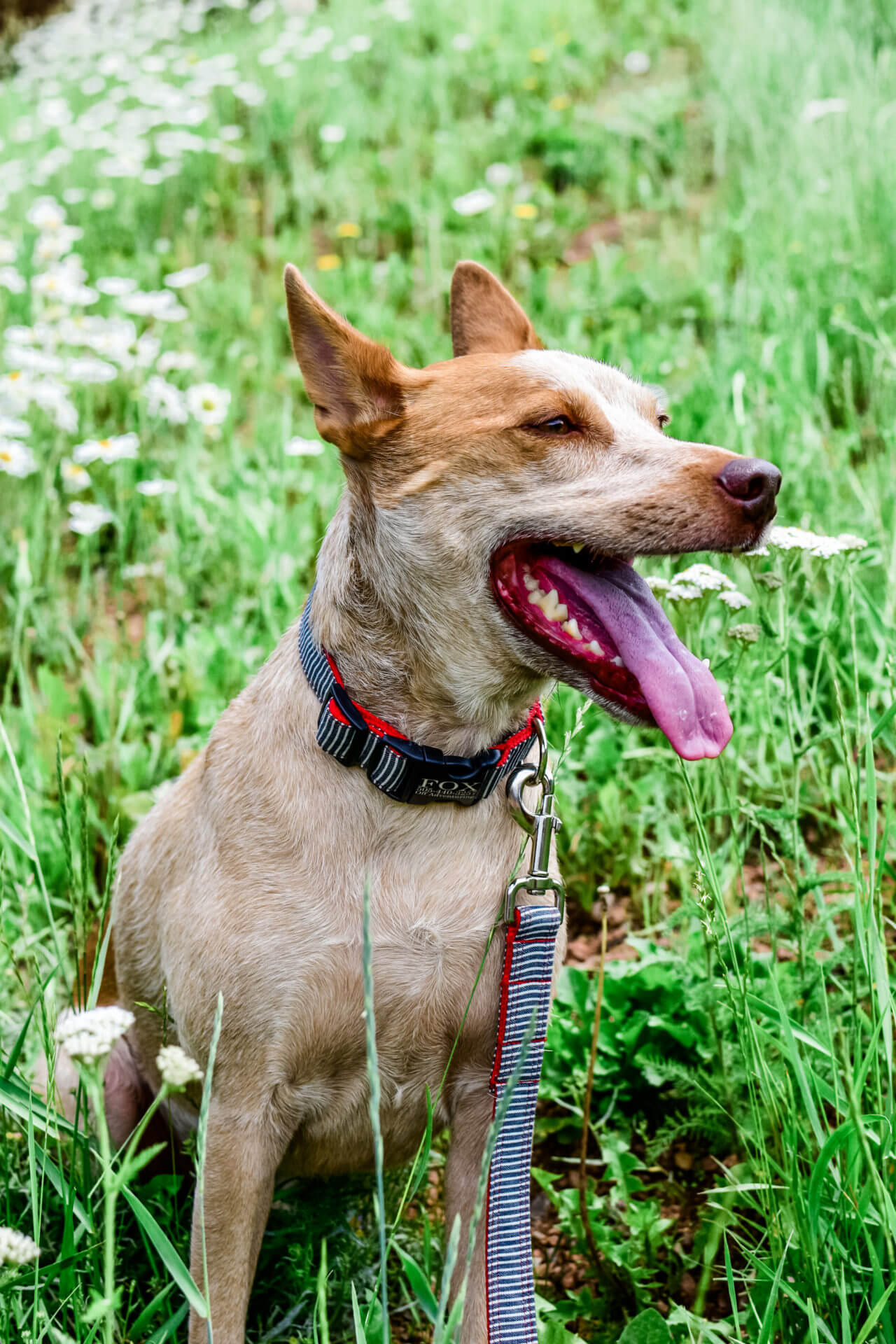 fox in striped railroad denim dog collar