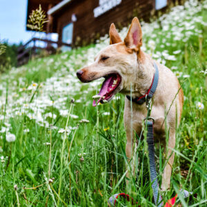fox in striped railroad denim dog collar