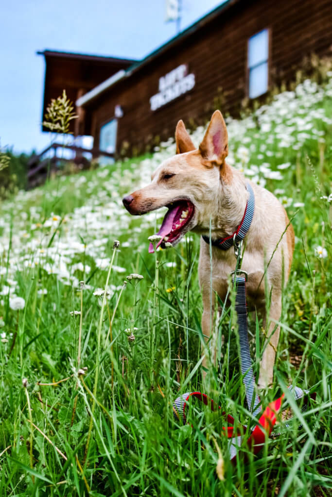 fox in striped railroad denim dog collar
