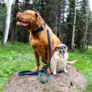 Frank Denim dog collar