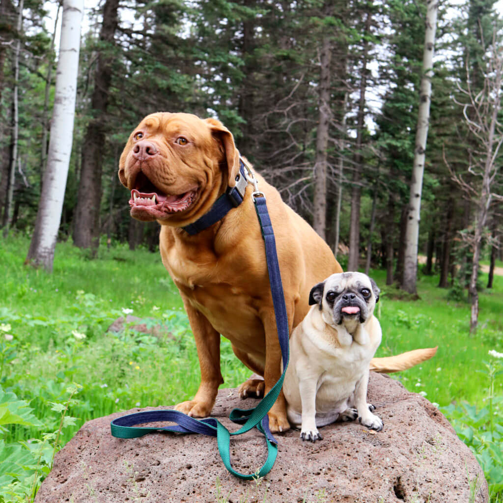 Frank Denim mastiff pug dog collar forrest