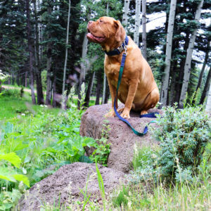 Frank Denim outdoors dog collar