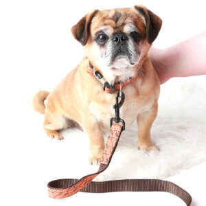 pickles the pug in arrow collar