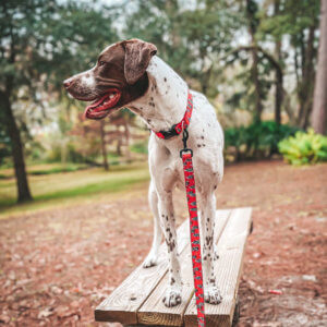 holiday dog collar christmas trees