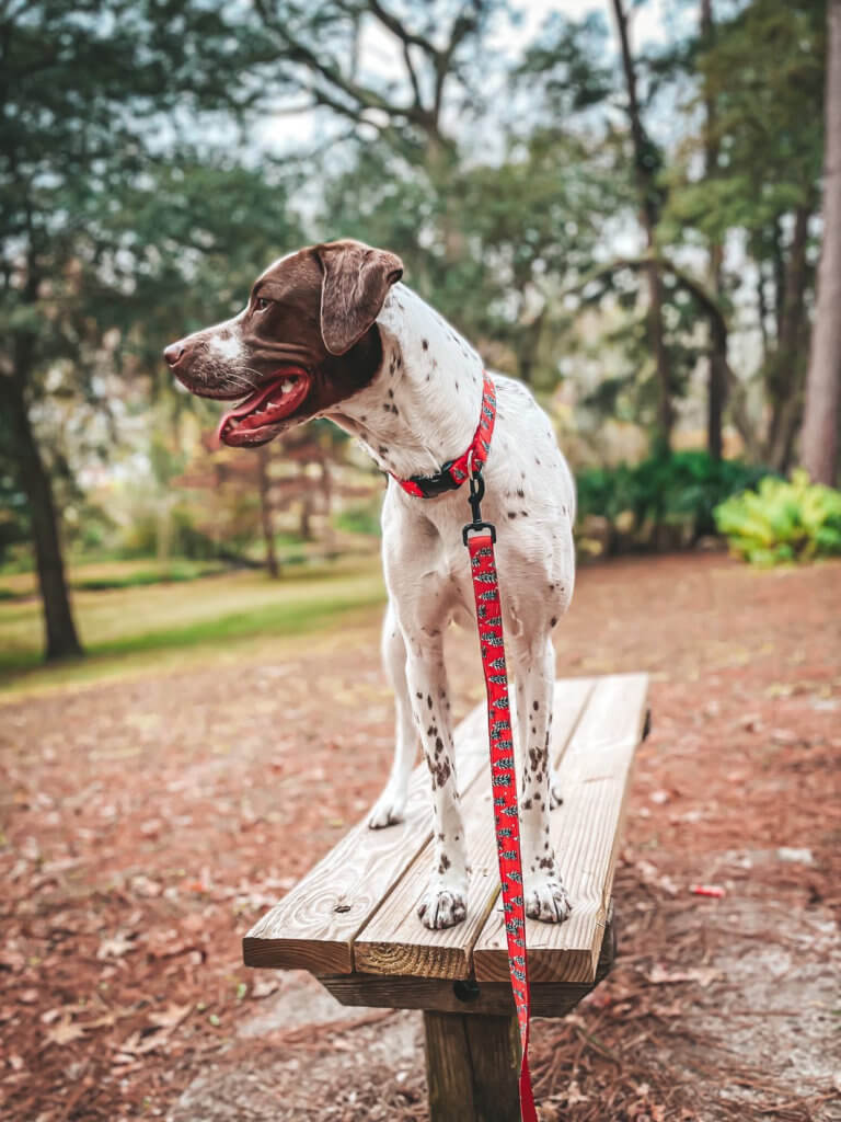 holiday dog collar christmas trees