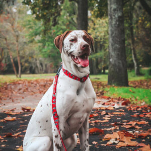 christmas dog collar