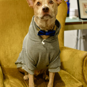 Fox red heeler in Mimi Green Buffalo Plaid Bowtie Blue