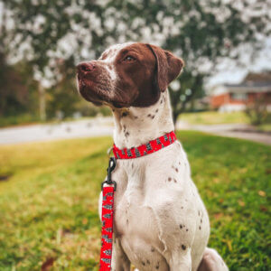 red green dog collar holiday