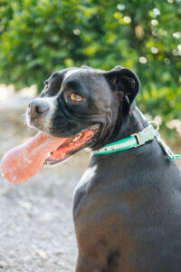boxer in green waterproof reflective