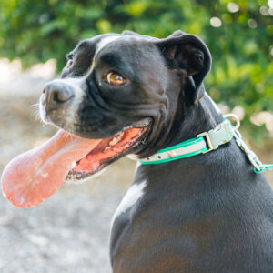 boxer in green waterproof reflective
