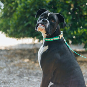 boxer in reflective waterproof