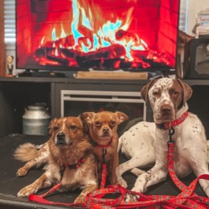 dogs in red christmas trees