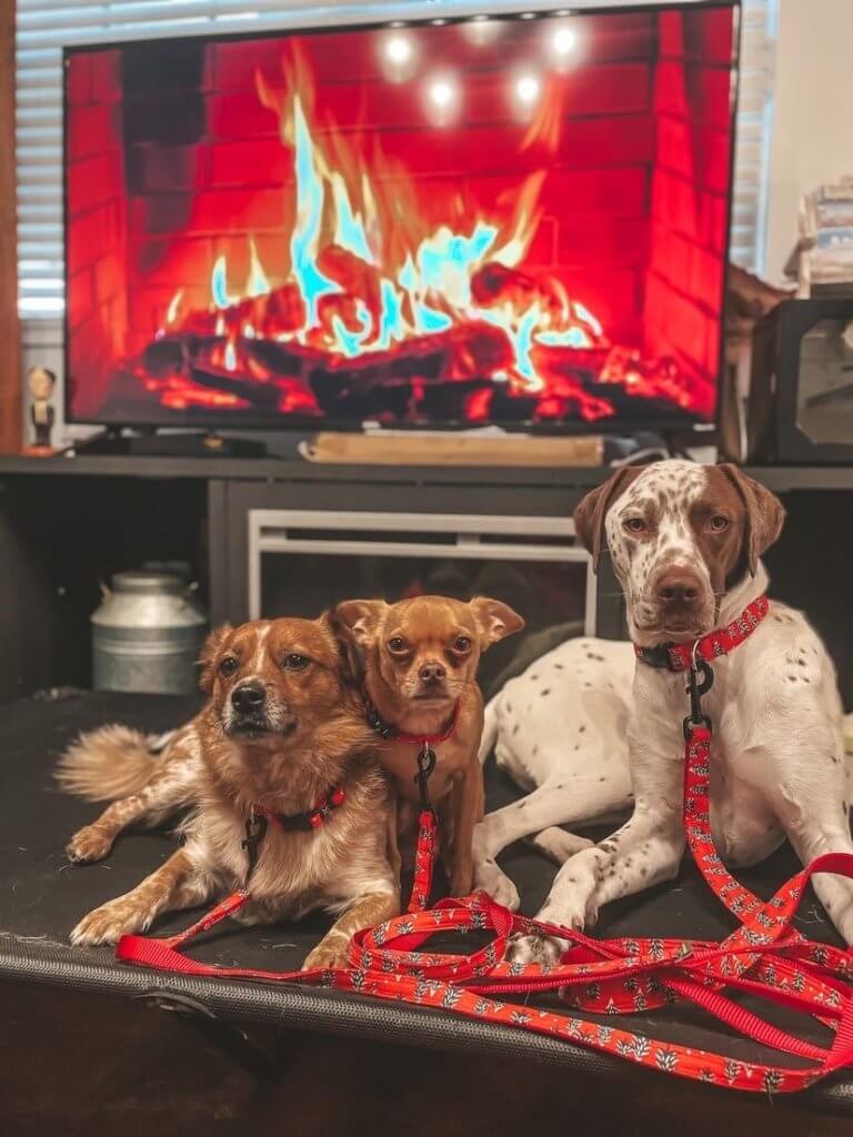 dogs in red christmas trees
