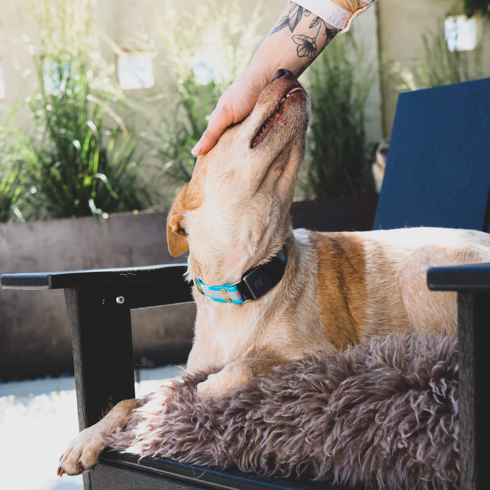 fox fi reflective biothane