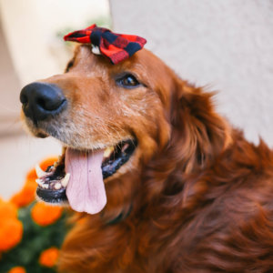 golden retriever buffalo plaid bow tie mimi green christmas