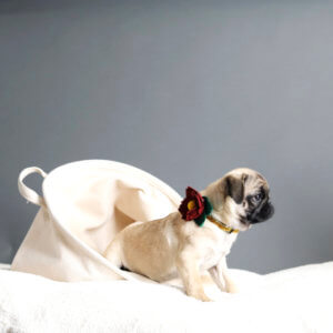 pug puppy joy holiday collar flower