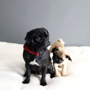 momma baby pug starlight collar