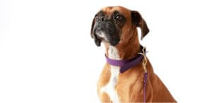 Bean purple biothane rubber