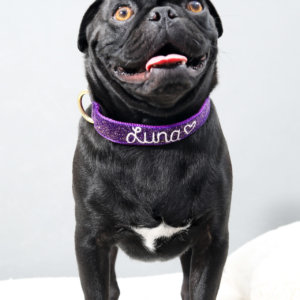 Greg emb starlight velvet pug
