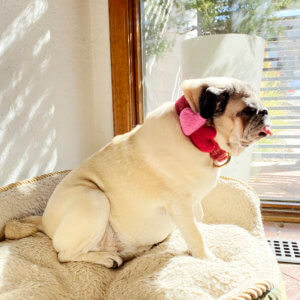 pug valentine dog collar