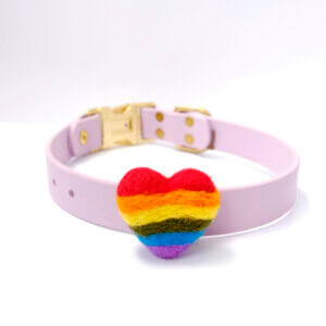 dog collar with rainbow pride