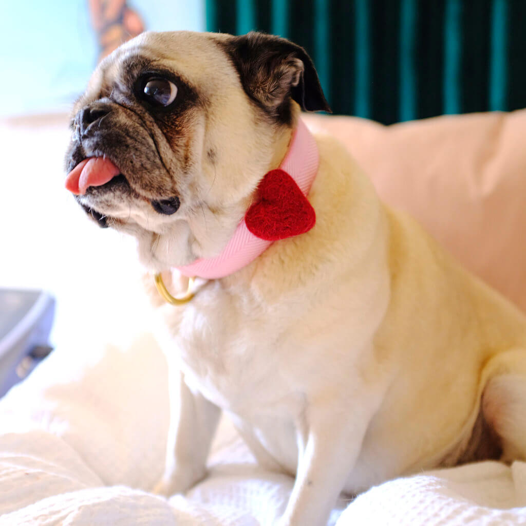 pug bunny in heart dog collar accessory