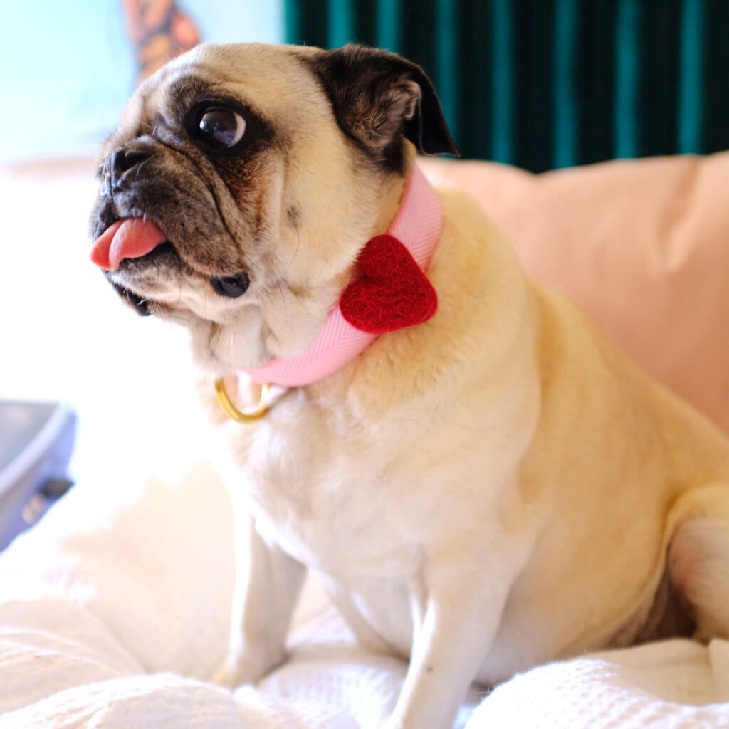 pug bunny in heart dog collar accessory