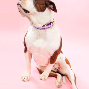 reflective biothane dog collar on bulldog