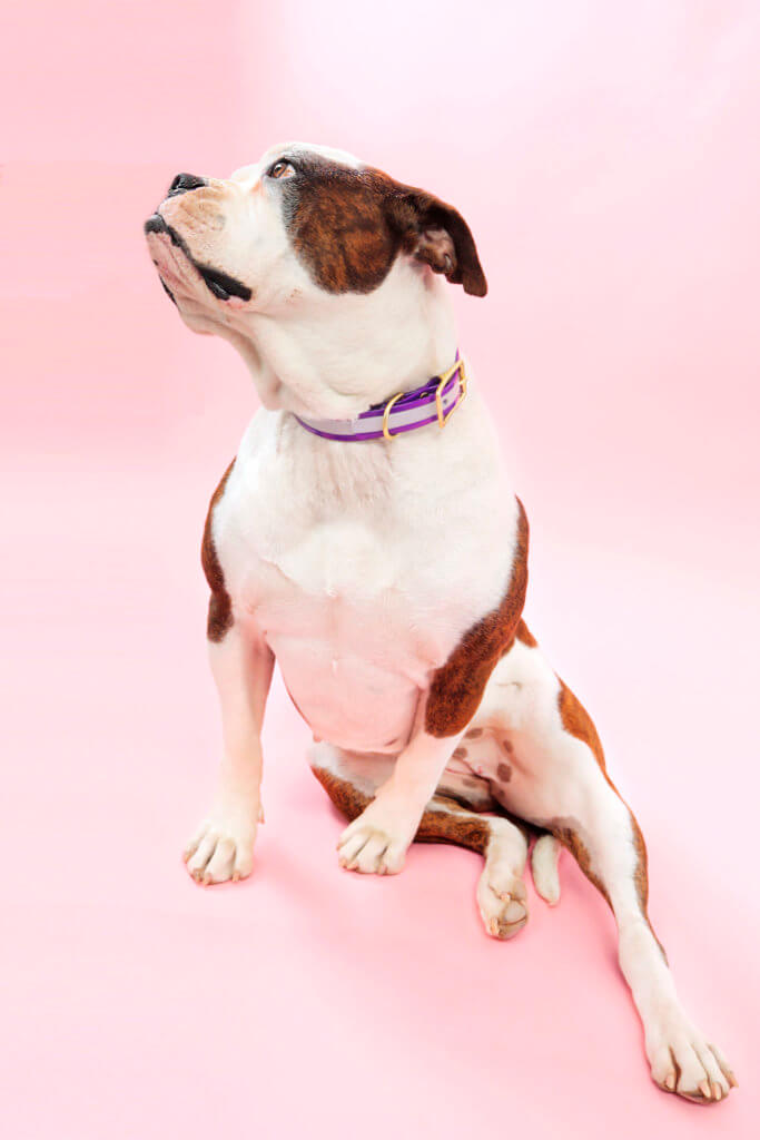 reflective biothane dog collar on bulldog