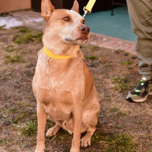 fox yellow waterproof martingale