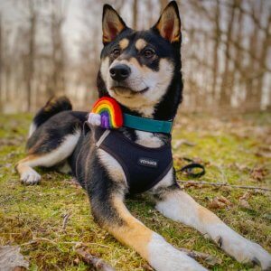Shiba Inu Rainbow Accessory and velvet fi