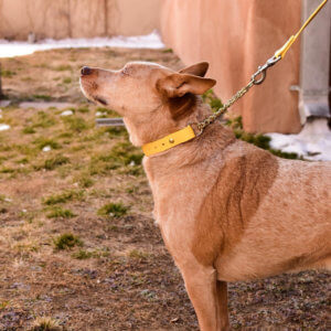 fox yellow waterproof martingale chain demonstrate