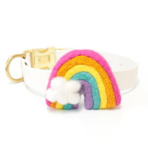 Bright rainbow dog collar accessory on blanca collar