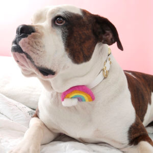 Bulldog rainbow dog collar