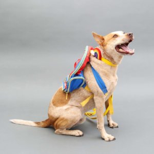 fox rainbow and waterproof collar