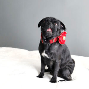 jingle flower pug holiday flower starlight red