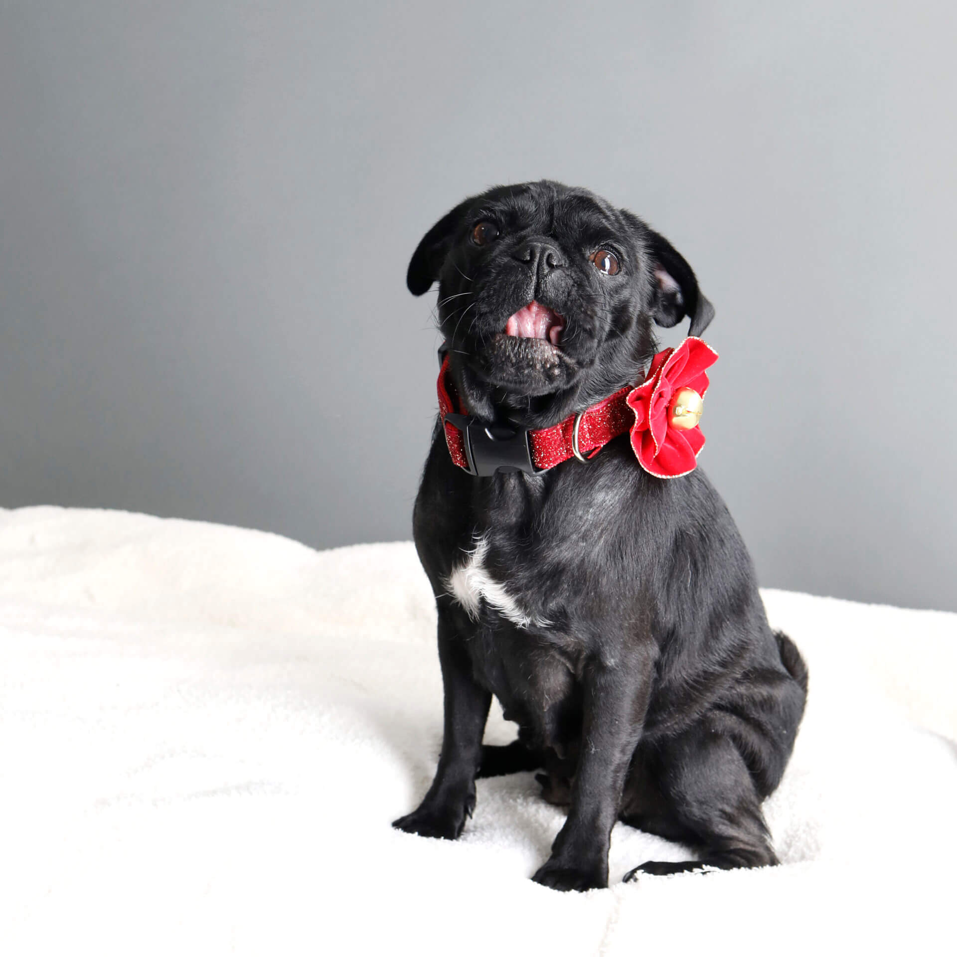 Red Flower Bow Tie Dog Collar And Leash