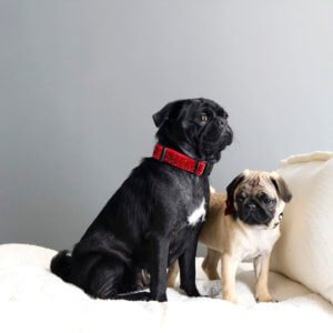 momma baby pug puppy starlight collar
