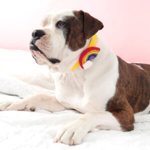 rainbow dog collar accessory Bulldog2