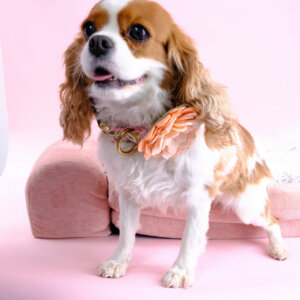 Elle water lily flower Cavalier King Charles Spaniel