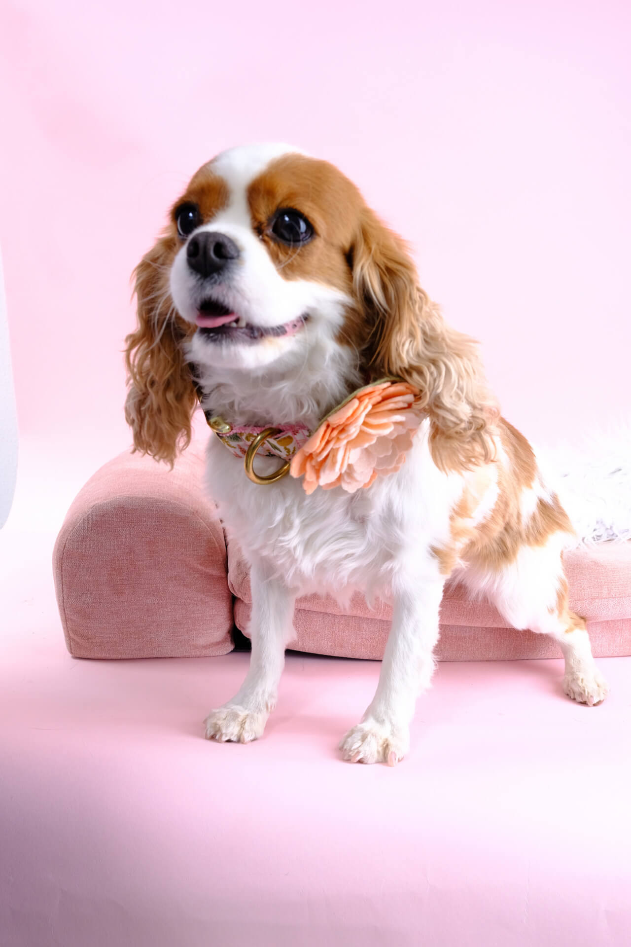 Elle water lily flower Cavalier King Charles Spaniel