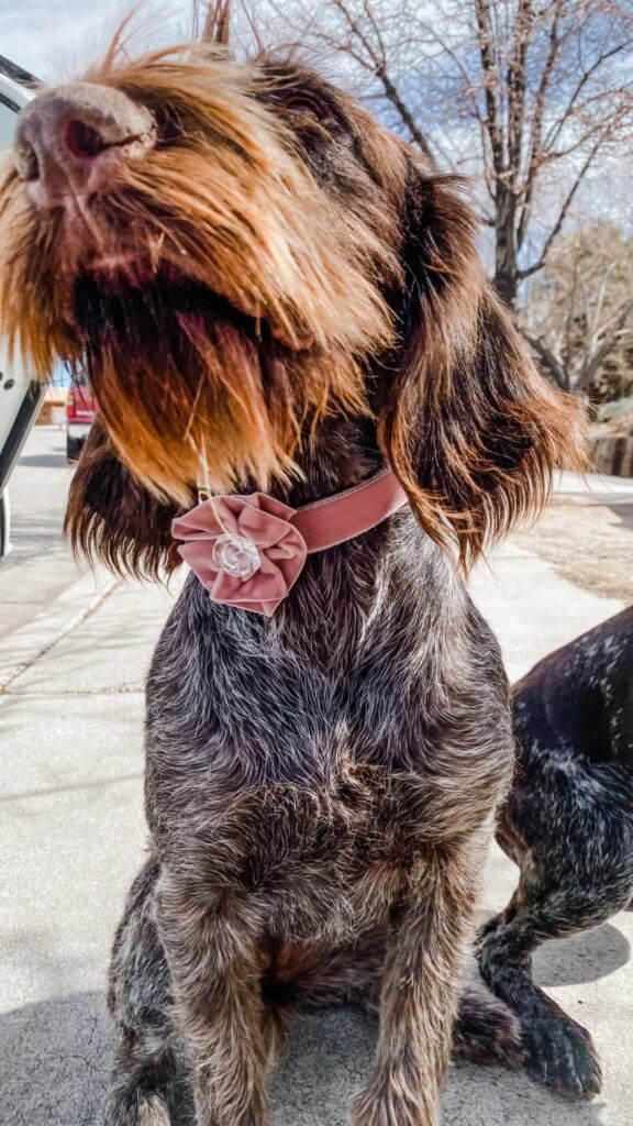 velvet flower wirehair dog