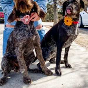 velvet flower wirehair dog sunflower
