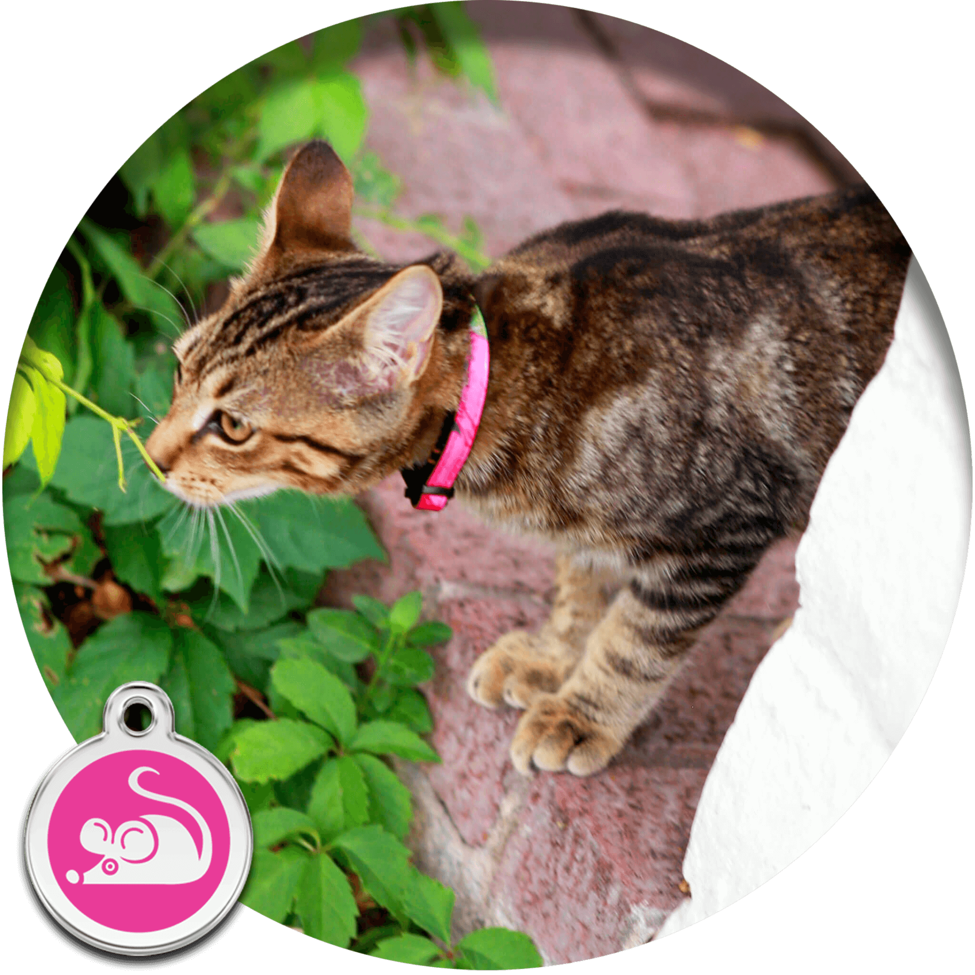 Cat Collar Size Chart Guide Mimi Green cat-clothes-cat-clothing-clothes-for-cats-cat-toure-devon-rex