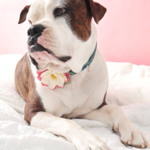 bulldog ruby dog collar flower lily lacey collar